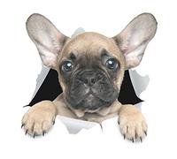 Winston & Bear Etiquetas engomadas del perro 3D - 2 Pack - Bulldog francés lindo etiqueta para la pared, Frigorífico, Aseo Y Más
