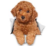 Winston & Bear Etiquetas engomadas del perro 3D - 2 Pack - caniche para la pared, Frigorífico, Aseo y más del perro de caniche etiquetas