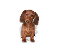Winston & Bear Etiquetas engomadas del perro 3D - 2 Pack - Dachshund de pelo largo para la pared, Frigorífico, Aseo y más Dachshund de pelo largo Perro Pegatinas