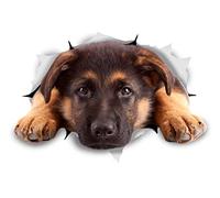 Winston & Bear Etiquetas engomadas del perro 3D - 2 Pack - Descansando pastor alemán para la pared, Frigorífico, Aseo Y Más pastor alemán etiquetas