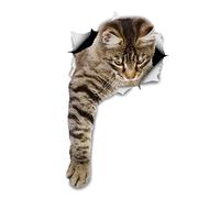 Winston & Bear Pegatinas de Gato 3D - Paquete con 2 - Vinilos al Por Menor de Gato Para la Pare - Coche - Auto (Tabby Gato)