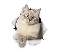 Winston & Bear Pegatinas de Gato 3D - Paquete con 2 - Vinilos al Por Menor de Gato Para la Pare - Pegatinas Gato Coche - Auto (Gatito Siberiano)