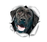 Winston & Bear Perro 3D pegatinas lindo Labrador negro - 2 Pack - pegatinas para pared, pegatinas de Labrador negro de nevera