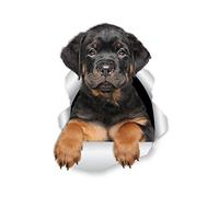 Winston & Bear Rottweiler Calcomanías de pared para cachorros - Paquete de 2 - Rottie Dog Toilet Sticker - 3D Dog Car Window and Bumper Sticker - Regalo para amantes de Rottweiler