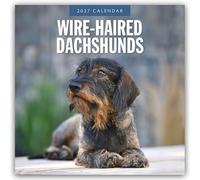 Wire-haired Dachshunds 2027 Square Wall Calendar: Original Red Robin Publishing Ltd-Kalender [Mehrsprachig] [Kalender]