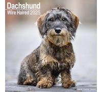 Wirehaired Dachshund Calendar 2025 Square Dog Breed Wall Calendar - 16 Month