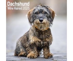 Wirehaired Dachshund Calendar 2025 Square Dog Breed Wall Calendar - 16 Month
