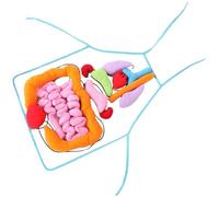 wisoolkic Delantal de anatomía 3D con órganos, divertido y educativo para niños que aprenden anatomía y fisiología. Suave y cómodo. Modelo de cuerpo humano. Modelo cuerpo humano para niños.