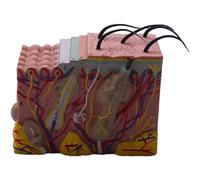 Wlauqueta Piel Modelo, Estructura de la Piel y el Cabello 35X Ampliar Modelo Anatómico Modelo de Anatomía de la de la Visualización de la de la Plantilla de Educación de la Plantilla