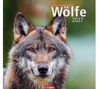 Wölfe Kalender 2027: Tierkalender mit Wolf-Fotos vom bekannten Fotografenpaar Jean-Louis Klein und Marie-Luce Hubert. Foto-Wandkalender mit eindrucksvollen Tier-Aufnahmen. 48x46 cm