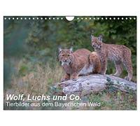 Wolf, Luchs und Co. - Tierbilder aus dem Bayerischen Wald (Wandkalender 2026 DIN A4 quer), CALVENDO Monatskalender: Tierbilder, aufgenommen in den Tierfreigehegen im Nationalpark Bayerischer Wald