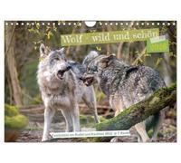 Wolf - wild und schön (Wandkalender 2026 DIN A4 quer), CALVENDO Monatskalender: Wild frei und schön, die Faszination Wolf ist ungebrochen, dieser Kalender zeigt das Tier in all seinen Facetten