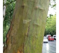 Wolfgang Tillmans - Life Guarding/Growing [Vinilo]