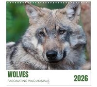 Wolves - Fascinating Wild Animales (Wall Calendar 2026 12" x 24" / 30 x 60 cm (abierto)) CALVENDO 12 Month Wall Calendar