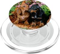 Womens Girls 2 Doxies Black & Tan and Red Dachshund Lover PopSockets PopGrip para MagSafe
