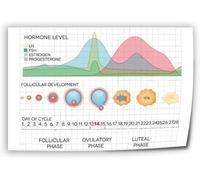 Womens Health Education Menstrual Cycle Poster Canvas Wall-Art for Nurse Midwife Office Decor Student Gift(Framed,16x24inch(40x60cm))