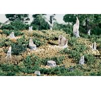 WOODLAND S32 TRONCOS ROTOSS 14 U. (Importación USA)