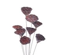 WOONEKY Mini Lotus Pod Flor Seca Natural para Decoración Hogar y Manualidades DIY Accesorios Artesanales Realistas para Adorno Salón Cocina y Oficina