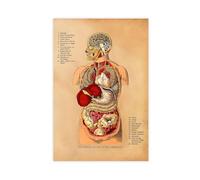 WOPIYNAG Lienzo decorativo para pared, diseño de órganos internos del cuerpo humano, 20 x 30 cm
