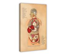 WOPIYNAG Lienzo decorativo para pared, diseño de órganos internos del cuerpo humano, 50 x 75 cm