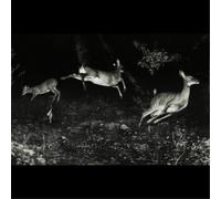 Wordcolour The Trees Were Buzzing, and the Grass. (CD) Album (Importación USA)