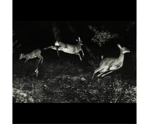 Wordcolour The Trees Were Buzzing, and the Grass. (CD) Album (Importación USA)