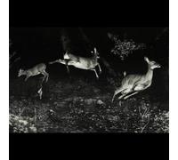 Wordcolour The trees were buzzing, and the grass. (Vinyl) (Importación USA)