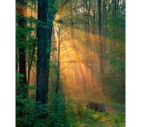 World S Most Beautiful Places - Ancient Forest [USA] [DVD]