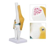 Wosume Articulación de Rodilla anatómica de con Modelo de ligamentos, tamaño Natural