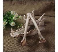 WOTZOV Cráneo de Perro - Modelo de Dientes de Perro - Modelo de Hueso de mandíbula Inferior de Animal - Cráneo de Perro de tamaño Natural 1:1 - Suministros de taxiderm