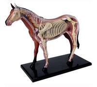 WOTZOV Modelo anatómico de Caballo: espécimen de Esqueleto Animal, biología Desmontable, 26 Partes para clínica Veterinaria, formación en escuelas y enseñanza 4D.