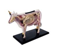 WOTZOV Modelo anatómico Modelo anatómico Animal Vaca Modelo biológico Modelo Animal Anatomía de órganos Ciencia Modelo anatómico Animal