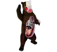 WOTZOV Modelo Animal de anatomía - Modelo anatómico de Esqueleto de órganos de Oso - Modelo de Estructura de Oso de plástico - Material de Apoyo para la formación en educación