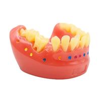 WOTZOV Modelo de Cepillo de Dientes para ortodoncia, práctica de Cepillado y Uso de Hilo Dental, Modelo de tipodontos para demostración, enseñanza y Estudio.