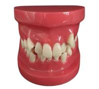 WOTZOV Modelo de demostración de ortodoncia tipodonto de 8 cm. Ideal para Fines educativos y de capacitación.，A 8cm
