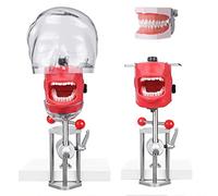 WOTZOV Modelo de Diente Simulador de Boca Cabeza Fantasma Modelo de Cabeza de enseñanza Fijación en Mesa Tipodonto reemplazable Ajuste de 360 Grados para Dentistas, asistentes dentales e higienistas