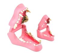 WOTZOV Modelo de Dientes de Animales - Modelo anatómico de Dientes caninos y felinos - Modelo comparativo de Dientes sanos e infectados - para Estudio docente Veterinario