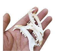 WOTZOV Modelo de Dientes de Gato, Modelo de Estudio, Dientes de Animales, Modelo de espécimen de mandíbula de Gato, Modelo Educativo, Modelo de espécimen de cráneo de