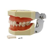 WOTZOV Modelo de Dientes de tipodonte Dental - Modelo de implante Dental - para Practicar técnicas de restauración, Incluye un pequeño Destornillador，with 28 Removable Teeth