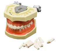 WOTZOV Modelo de Dientes de tipodonte Dental - Modelo de implante Dental - para Practicar técnicas de restauración, Incluye un pequeño Destornillador，with 32 Removable Teeth