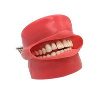 WOTZOV Modelo de enseñanza, Modelo de Cabeza de Fantasma Dental, máscara de Silicona, Modelos de Cubierta de cavidad de anatomía Dental con 28 Piezas de Dientes fijos