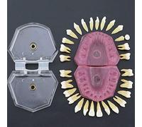 WOTZOV Modelo de enseñanza, Modelo de Dientes de implante Dental, Modelo Completo de Dientes dentales con 28 Piezas de Dientes extraíbles y encía Blanda, Modelo estánd