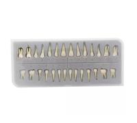 WOTZOV Modelo de enseñanza para el Estudio de los Dientes dentales - Modelo de Diente Permanente de Dos Colores de 28 Piezas - Simulación de Diente Oral para Estudio, ，28 pcs