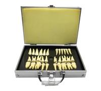 WOTZOV Modelo de enseñanza para el Estudio de los Dientes dentales - Modelo de Diente Permanente de Dos Colores de 28 Piezas - Simulación de Diente Oral para Estudio, ，2.5X Magnification