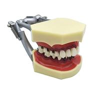 WOTZOV Modelo de Estudio de Dientes dentales - Enfermedad periodontal, Dientes, encías, Cuidado Dental, Modelo de Estudio - Simulación de Dientes orales, Modelo de Die