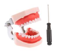 WOTZOV Modelo de práctica Dental, 28 Piezas, Dientes extraíbles y reemplazables.