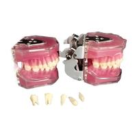 WOTZOV Modelo de tipodonte Dental - Modelo de Diente tipodonte - 2 Piezas de Dientes postizos con Dientes extraíbles y encías Blandas para Estudiantes, niños y Adultos，Red 10cm