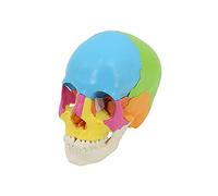 WOTZOV Plantilla de cráneo Humano de 22 Piezas, 20 x 17 x 22 cm, Plantilla anatómica de cráneo, cráneo sin Cuchara, Rompecabezas de cráneo Colorido para enseñanza y Aprendizaje