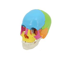 WOTZOV Plantilla de cráneo Humano de 22 Piezas, 20 x 17 x 22 cm, Plantilla anatómica de cráneo, cráneo sin Cuchara, Rompecabezas de cráneo Colorido para enseñanza y Aprendizaje