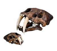 WOTZOV Réplica de cráneo de Tigre Dientes de Sable a Escala 1:1 - Fósil de cráneo de Esqueleto de Dientes de Sable - Escultura Decorativa de Escritorio para el hogar，Brown 14inch